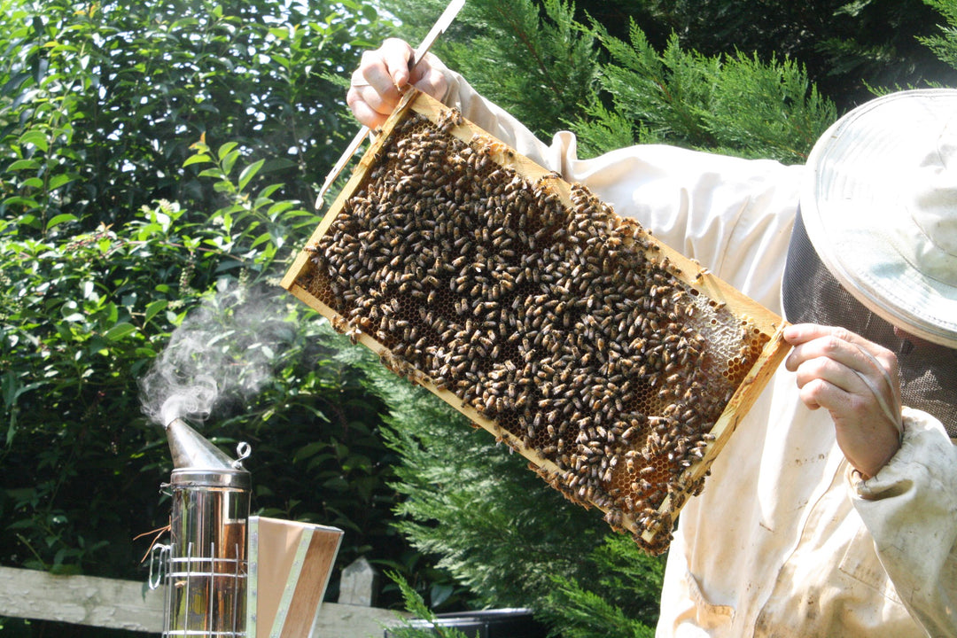 Vanilla Infused Honey from Cloister Honey