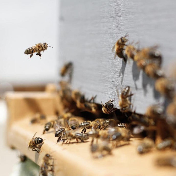 Cloister Honey bees